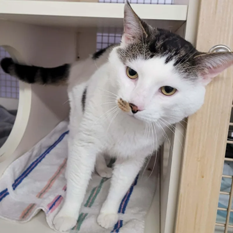 Thomas! Hefty Lovebug! thumbnail 3