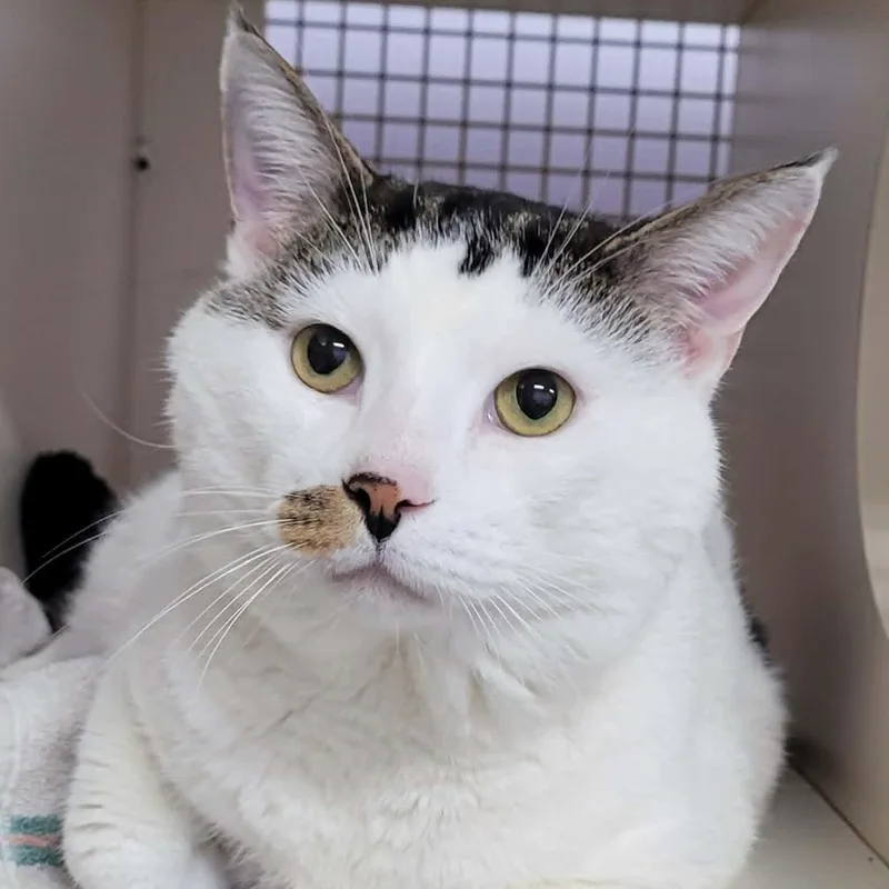 An adult large-sized male White Domestic Short Hair cat named Thomas! Hefty Lovebug! for adoption in Meriden, CT