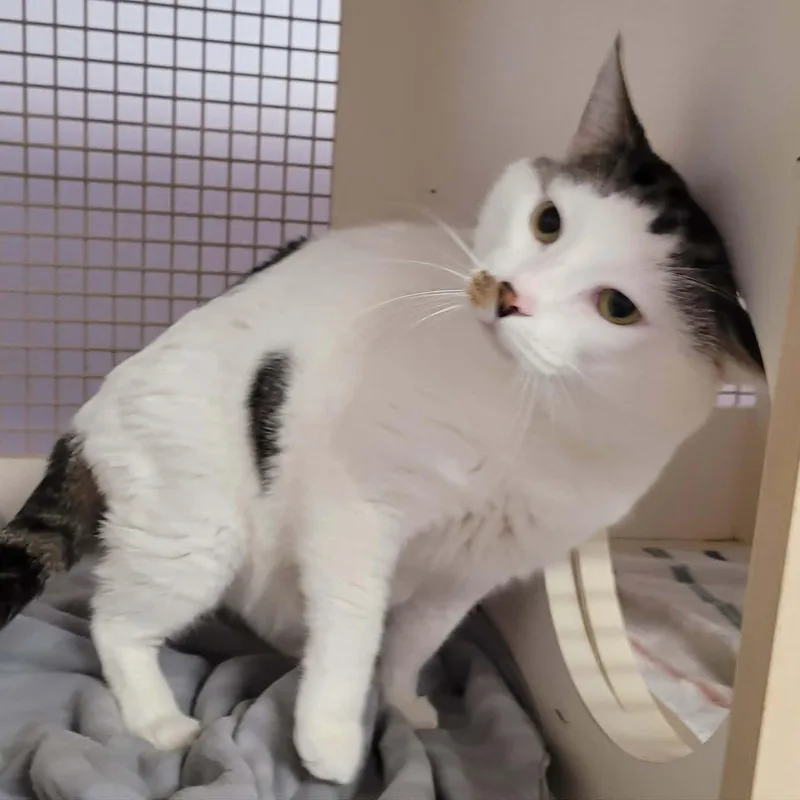 Thomas! Hefty Lovebug! thumbnail 4