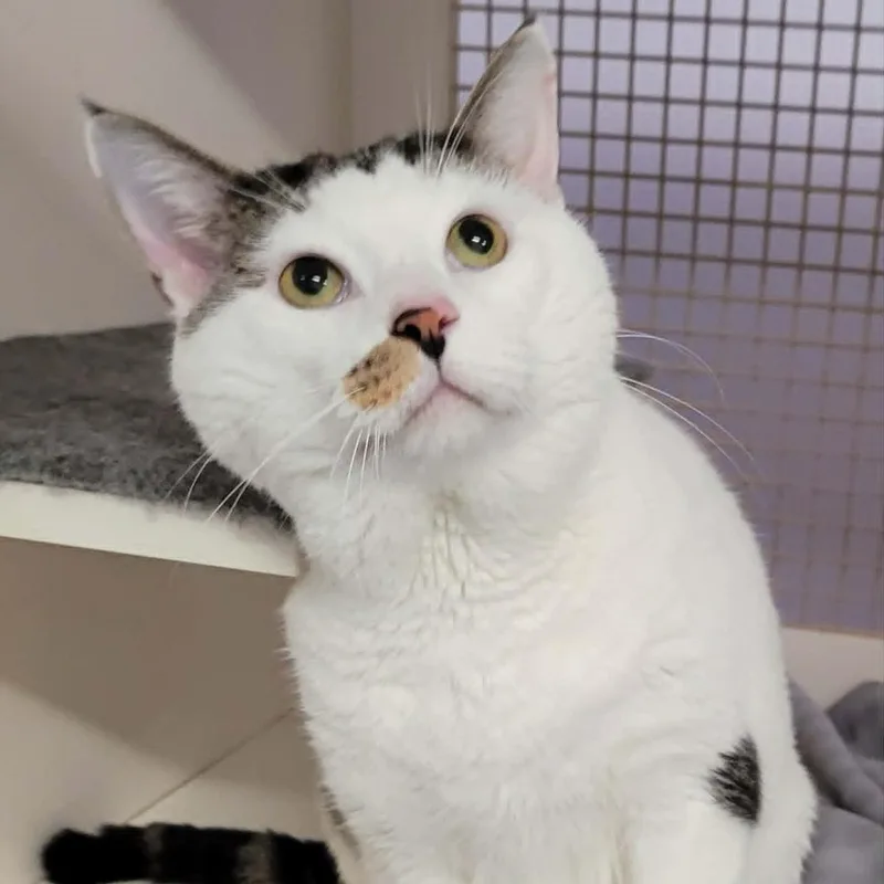 Thomas! Hefty Lovebug! thumbnail 5