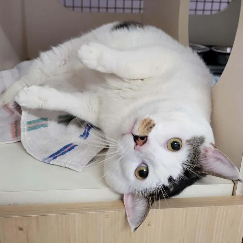 Thomas! Hefty Lovebug! thumbnail 6