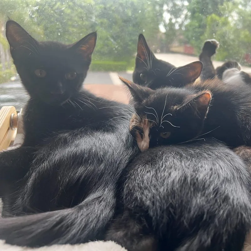An adult small-sized male Black Domestic Short Hair cat named Jiji for adoption in Tustin, CA