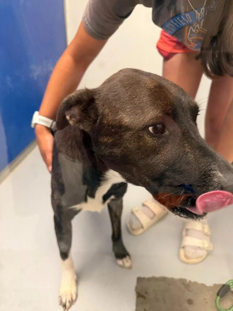 A young large-sized female Dutch Shepherd dog named Fable for adoption in New Kensington, PA