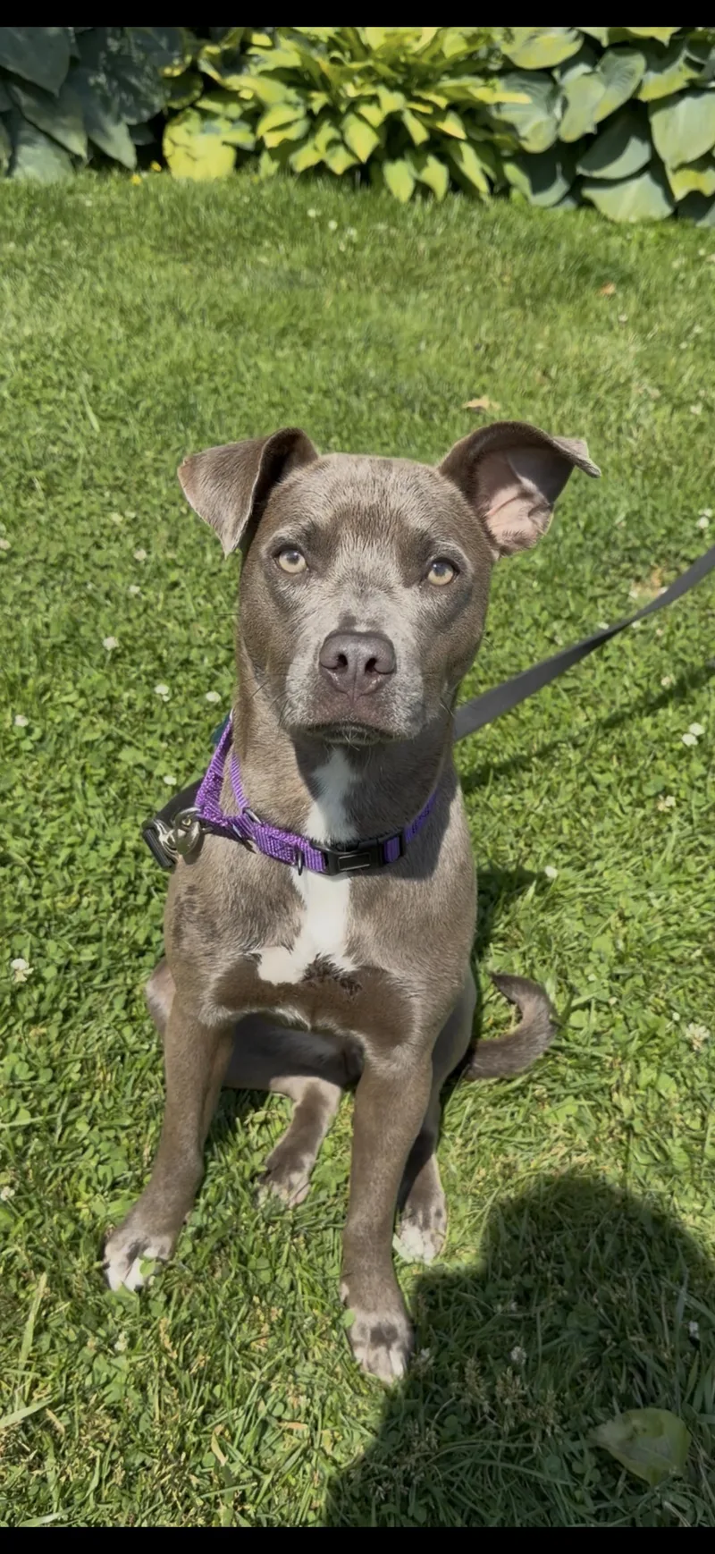 An adult medium-sized female Gray / Blue / Silver Pit Bull Terrier dog named Petra for adoption in Wantagh, NY