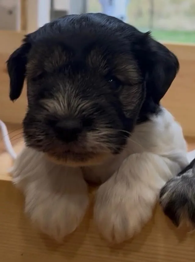 A baby small-sized male Schnauzer dog named Blue for adoption in Thompson Falls, MT