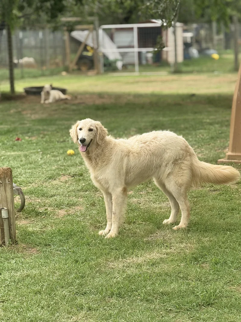 A young large-sized male White / Cream Great Pyrenees dog named Sampson for adoption in Seguin, TX