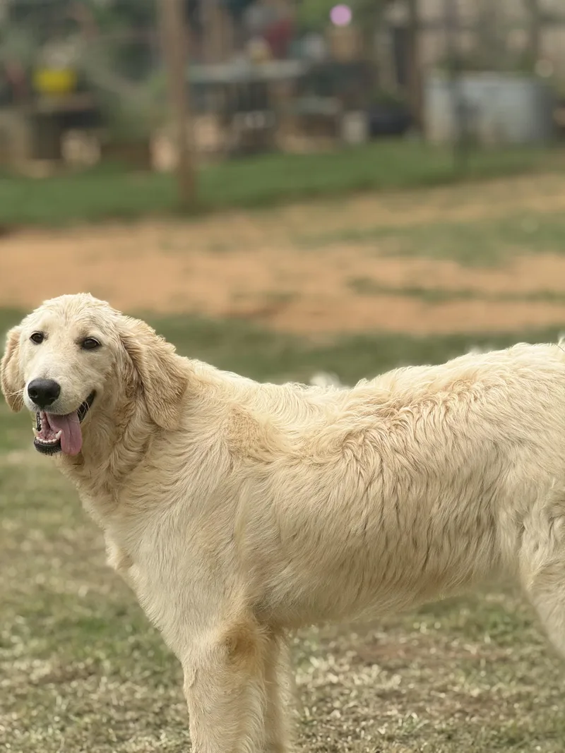 Sampson thumbnail 2
