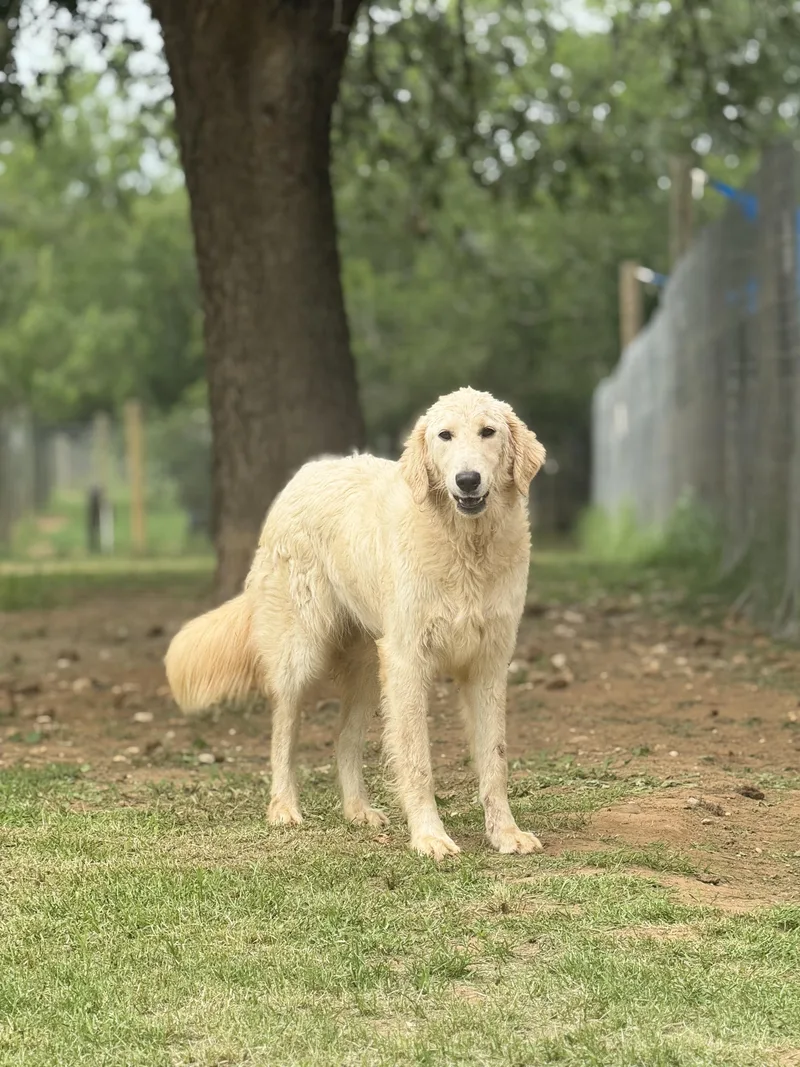 Sampson thumbnail 3