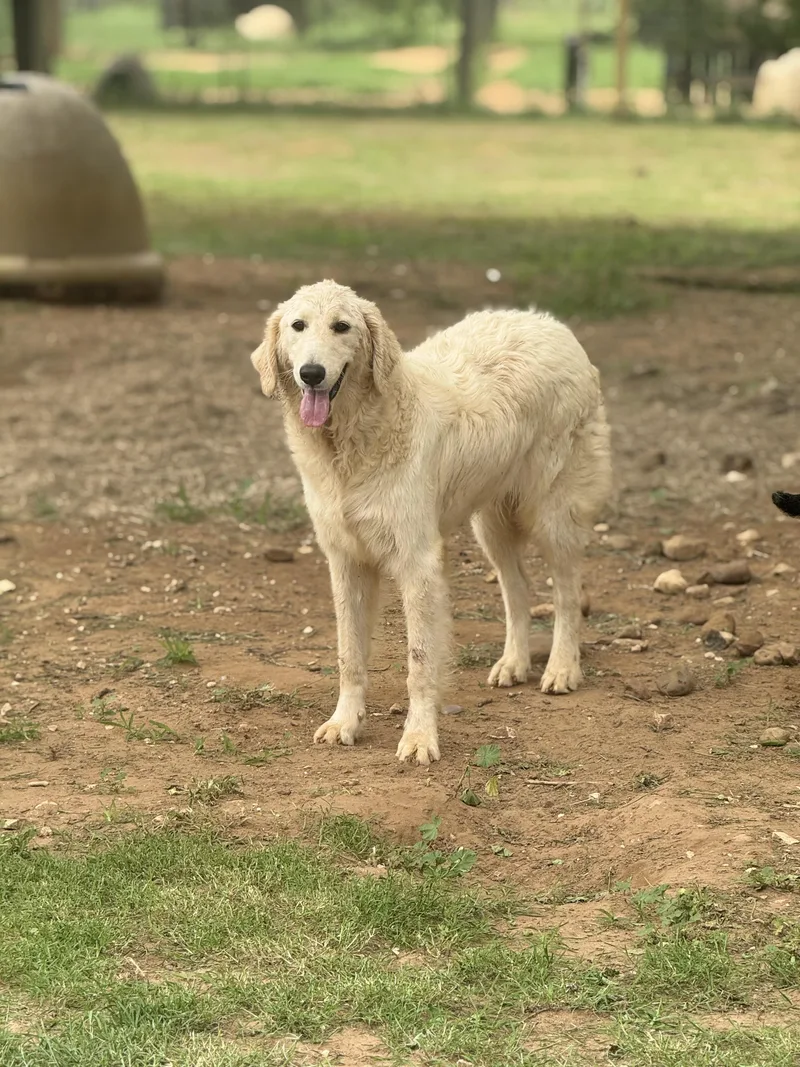 Sampson thumbnail 4