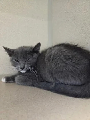 A baby small-sized female Domestic Short Hair cat named Jean Grey for adoption in Bellevue, WA