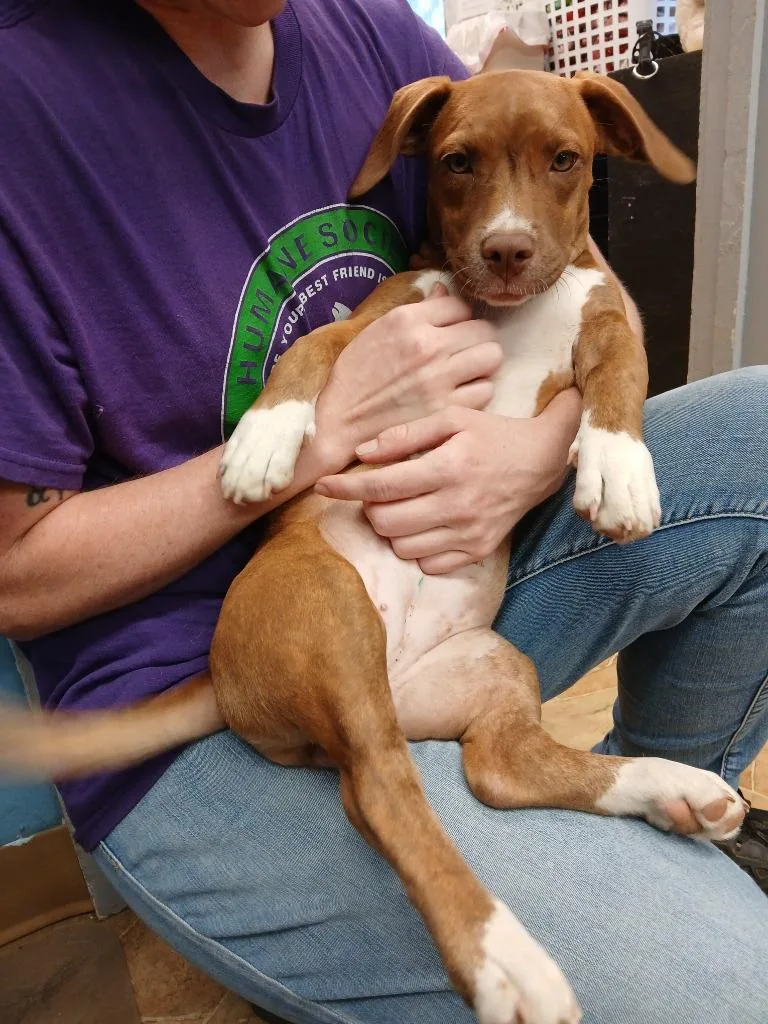 A baby small-sized female Dachshund dog named Poppy for adoption in Mena, AR