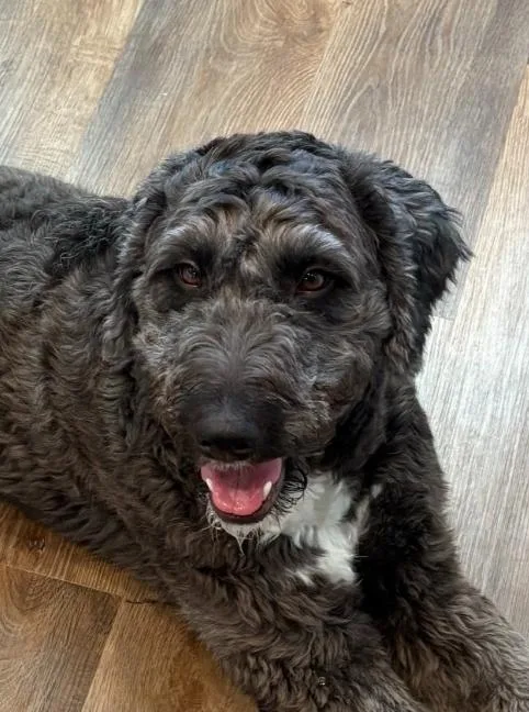 An adult medium-sized female Brown / Chocolate Sheepadoodle dog named Cindy for adoption in Garland, TX