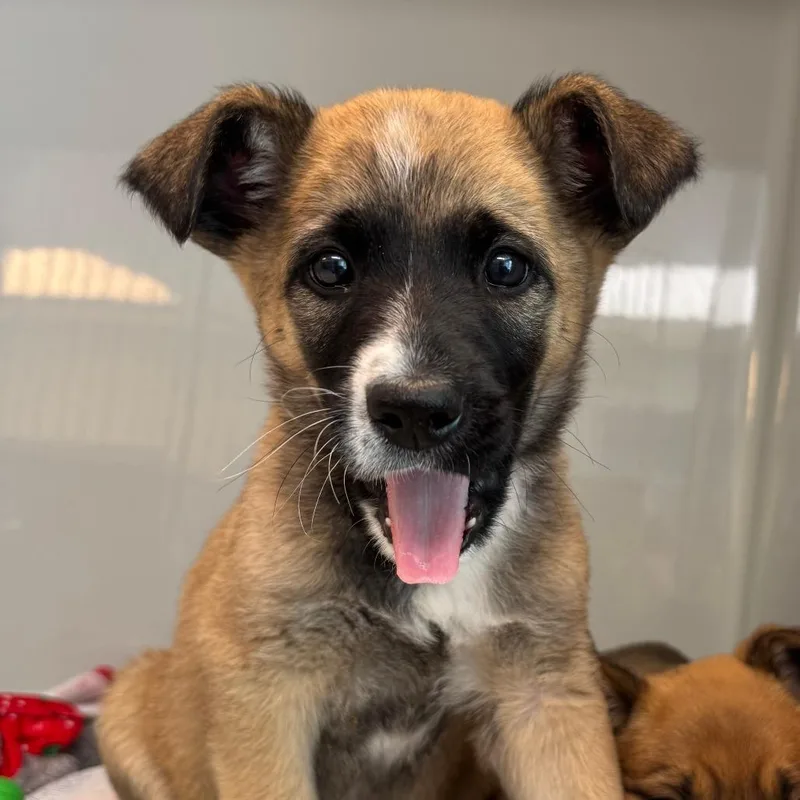 A baby medium-sized male Yellow / Tan / Blond / Fawn Mixed Breed dog named Martin for adoption in Saint Charles, MO