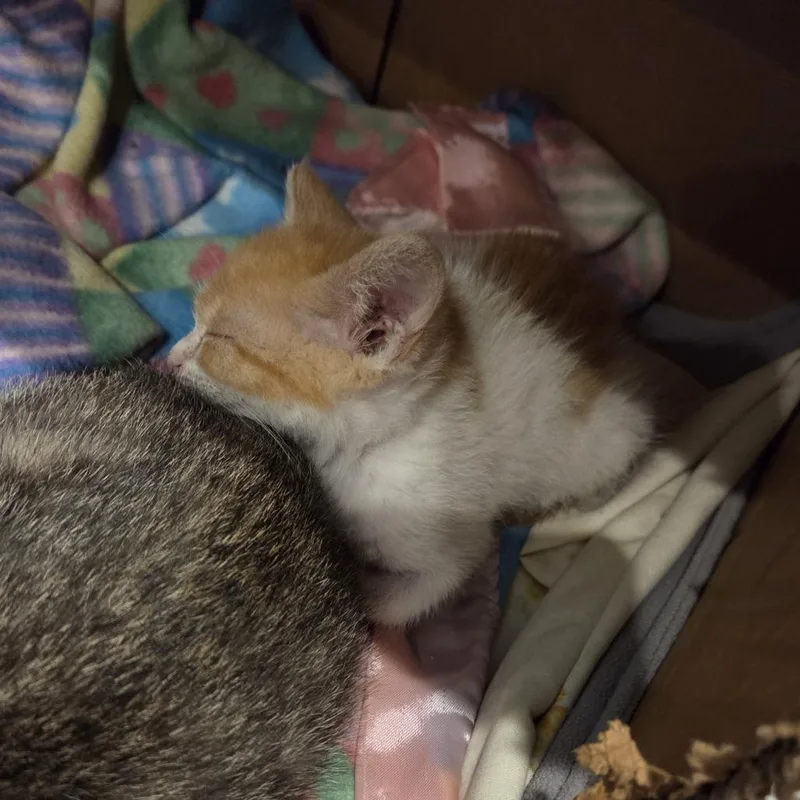 A baby small-sized male Orange / Red Domestic Short Hair cat named Kid for adoption in Normal, IL