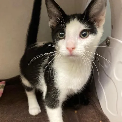 A baby small-sized male Black Domestic Short Hair cat named Latte for adoption in Dayton, OH