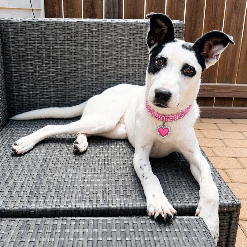 A baby medium-sized female Black American Staffordshire Terrier dog named Violin for adoption in Houston, TX
