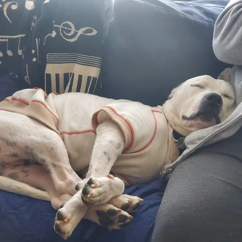 Chadwick thumbnail 2