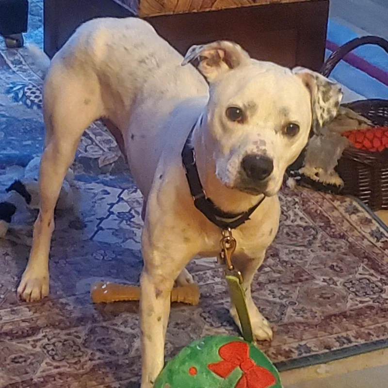 Chadwick thumbnail 4