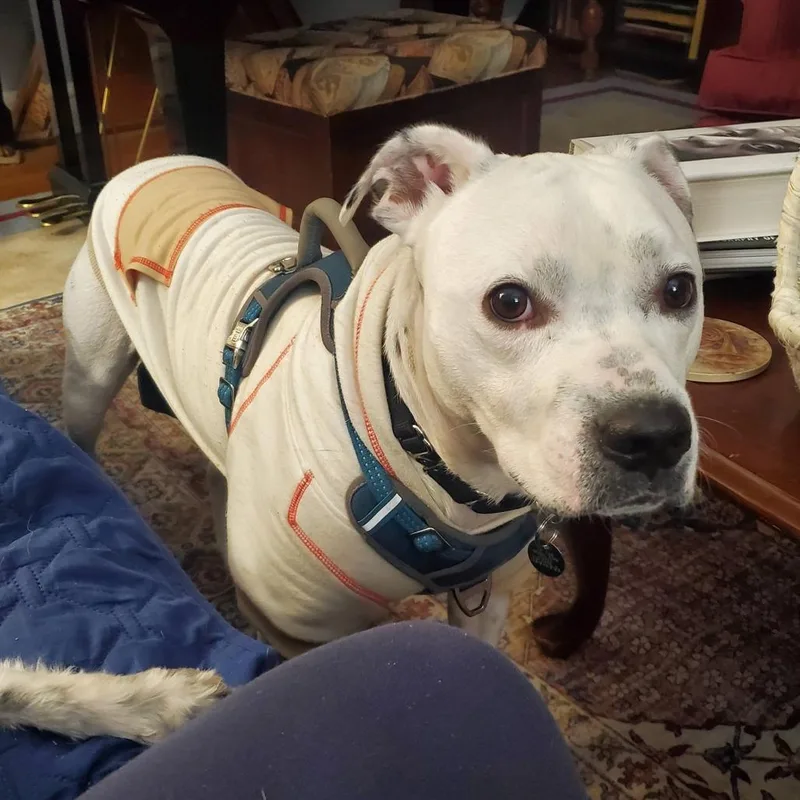 Chadwick thumbnail 5