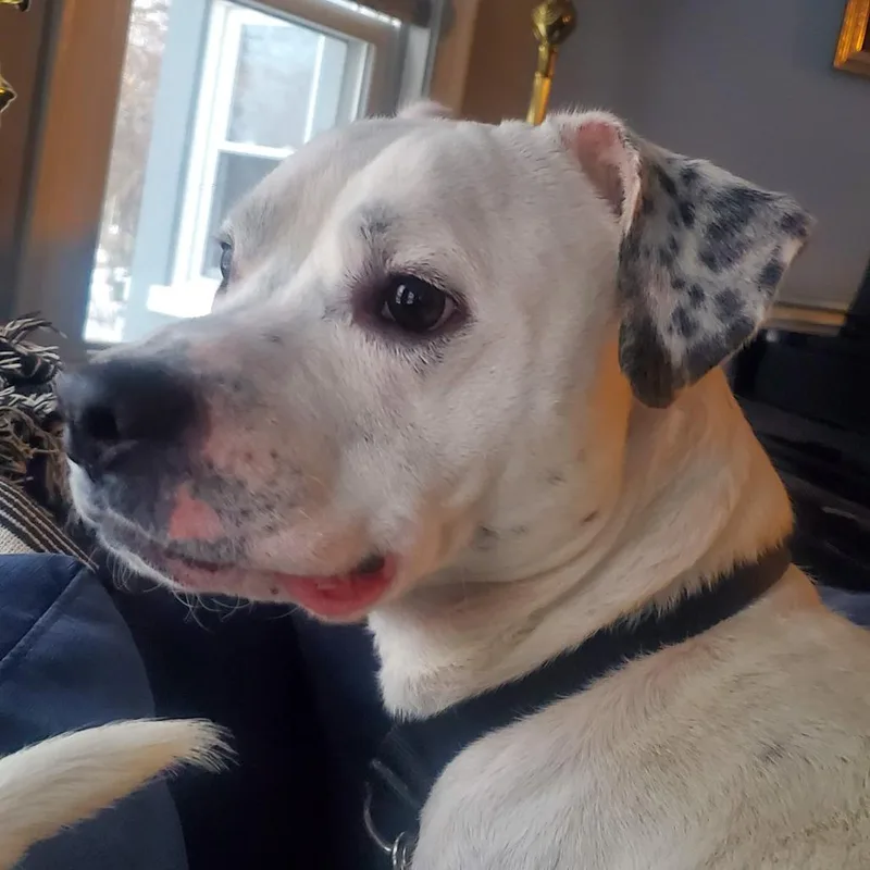 Chadwick thumbnail 6