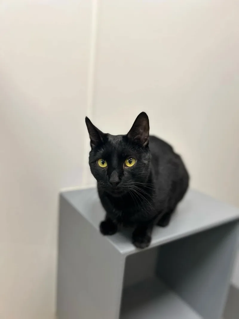 Billie Jean H thumbnail 2