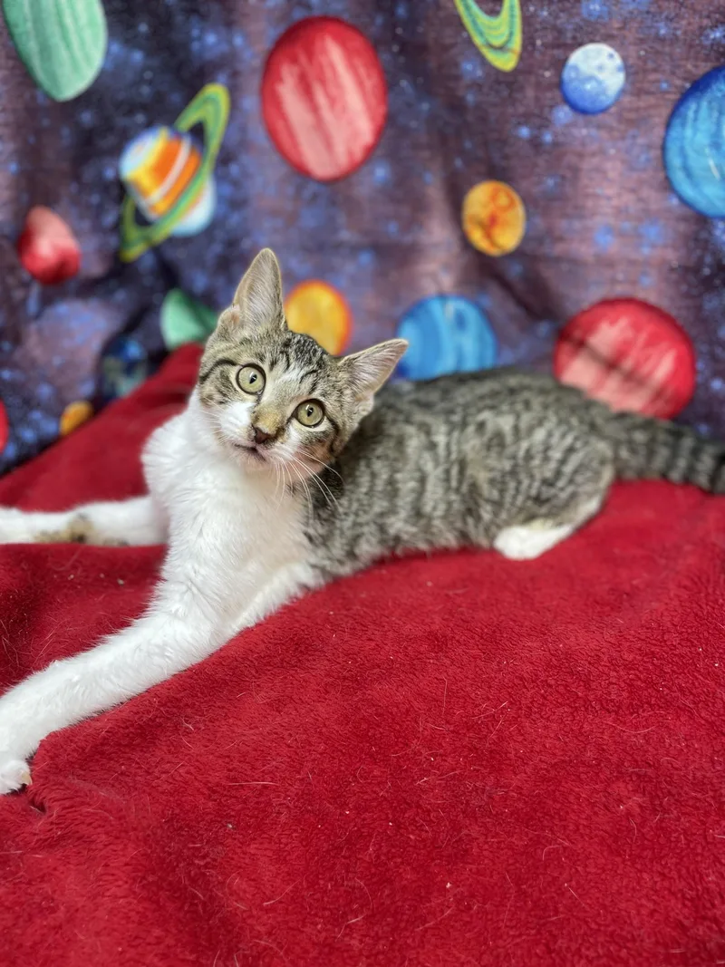 A young medium-sized female Tabby (Tiger Striped) Domestic Short Hair cat named Tallulah for adoption in Upper Sandusky, OH
