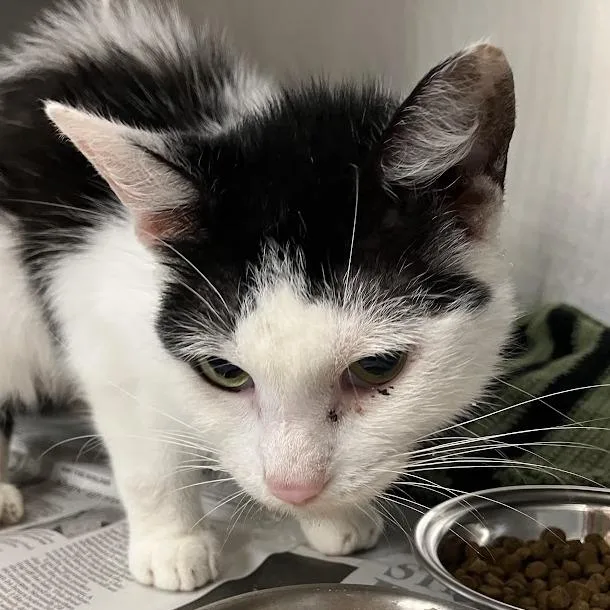 An adult medium-sized female White Domestic Short Hair cat named Chloe for adoption in DeKalb, IL