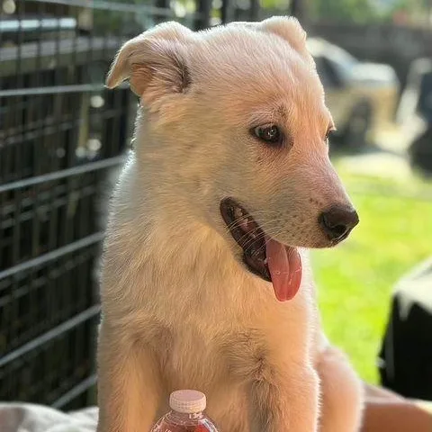 A baby medium-sized male White / Cream Husky dog named Luke The Shepsky for adoption in Studio City, CA