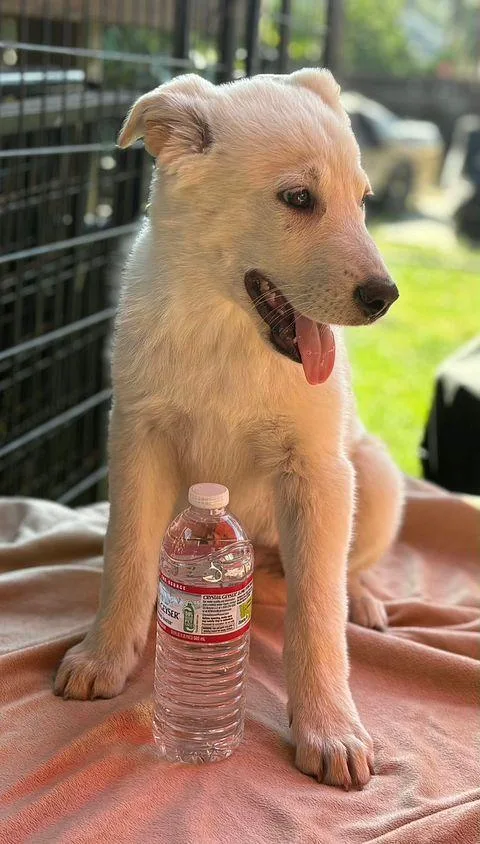 Luke The Shepsky thumbnail 3