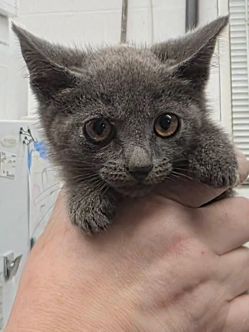A baby medium-sized male Gray & White Domestic Short Hair cat named Tenny for adoption in Johnson City, TN