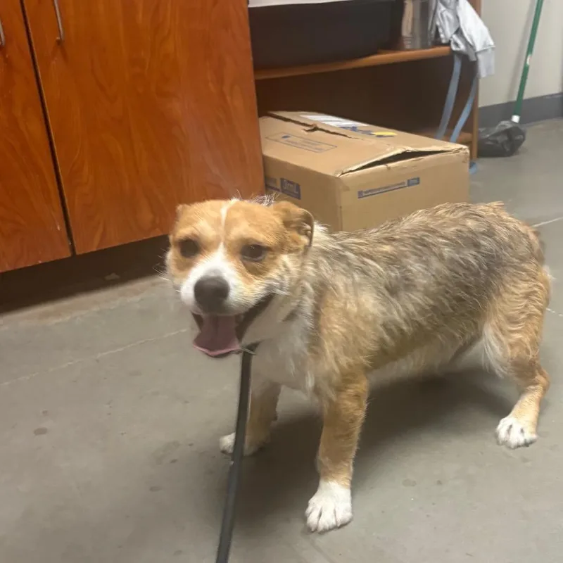 An adult medium-sized male White / Cream Cardigan Welsh Corgi dog named Darren for adoption in Yuma, AZ