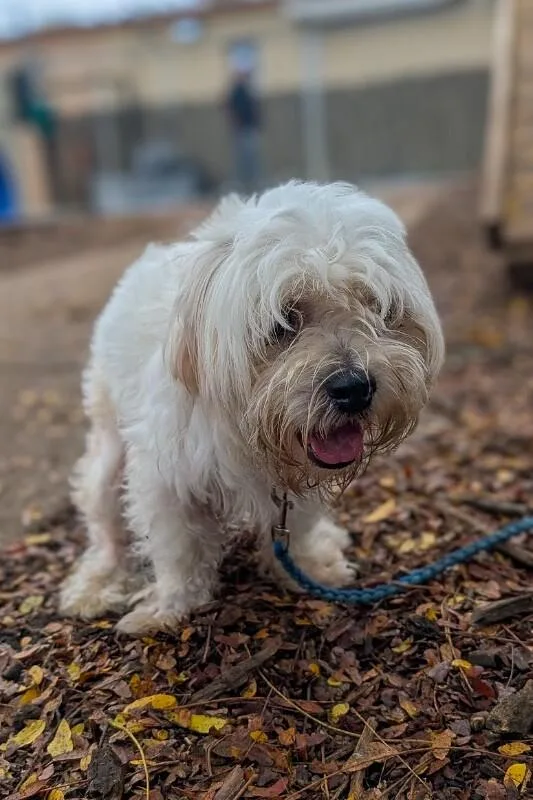 An adult small-sized male Mixed Breed dog named Fluffy for adoption in Cincinnati, OH