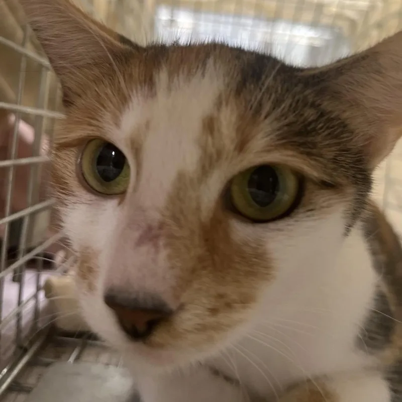 An adult medium-sized female Calico Domestic Short Hair cat named Joanne for adoption in Marshall, VA