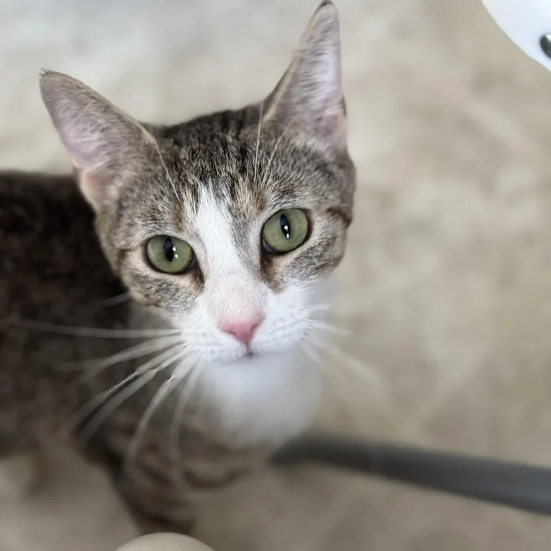 An adult medium-sized female Tabby (Tiger Striped) Domestic Short Hair cat named Amari for adoption in Little Falls, NY