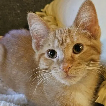 A baby small-sized male Tabby (Orange / Red) Domestic Short Hair cat named Shepherd for adoption in Rochester, MN