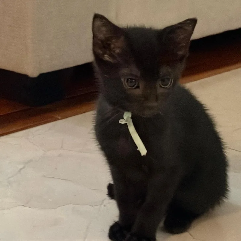 A baby small-sized male Black Domestic Short Hair cat named Onyx for adoption in Pleasanton, CA