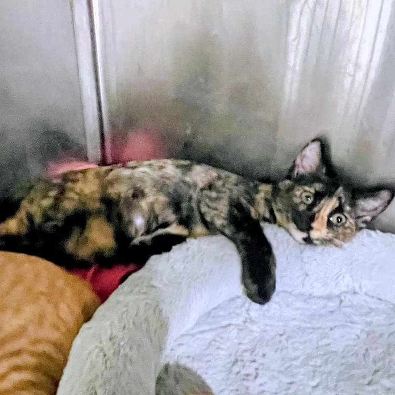 A baby small-sized female Tortoiseshell Domestic Short Hair cat named Keely for adoption in Blairsville, GA