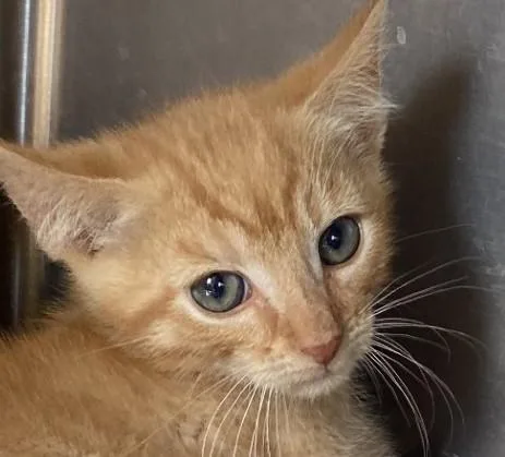 A young medium-sized male Tabby (Orange / Red) Domestic Short Hair cat named Dipper for adoption in Park Rapids, MN