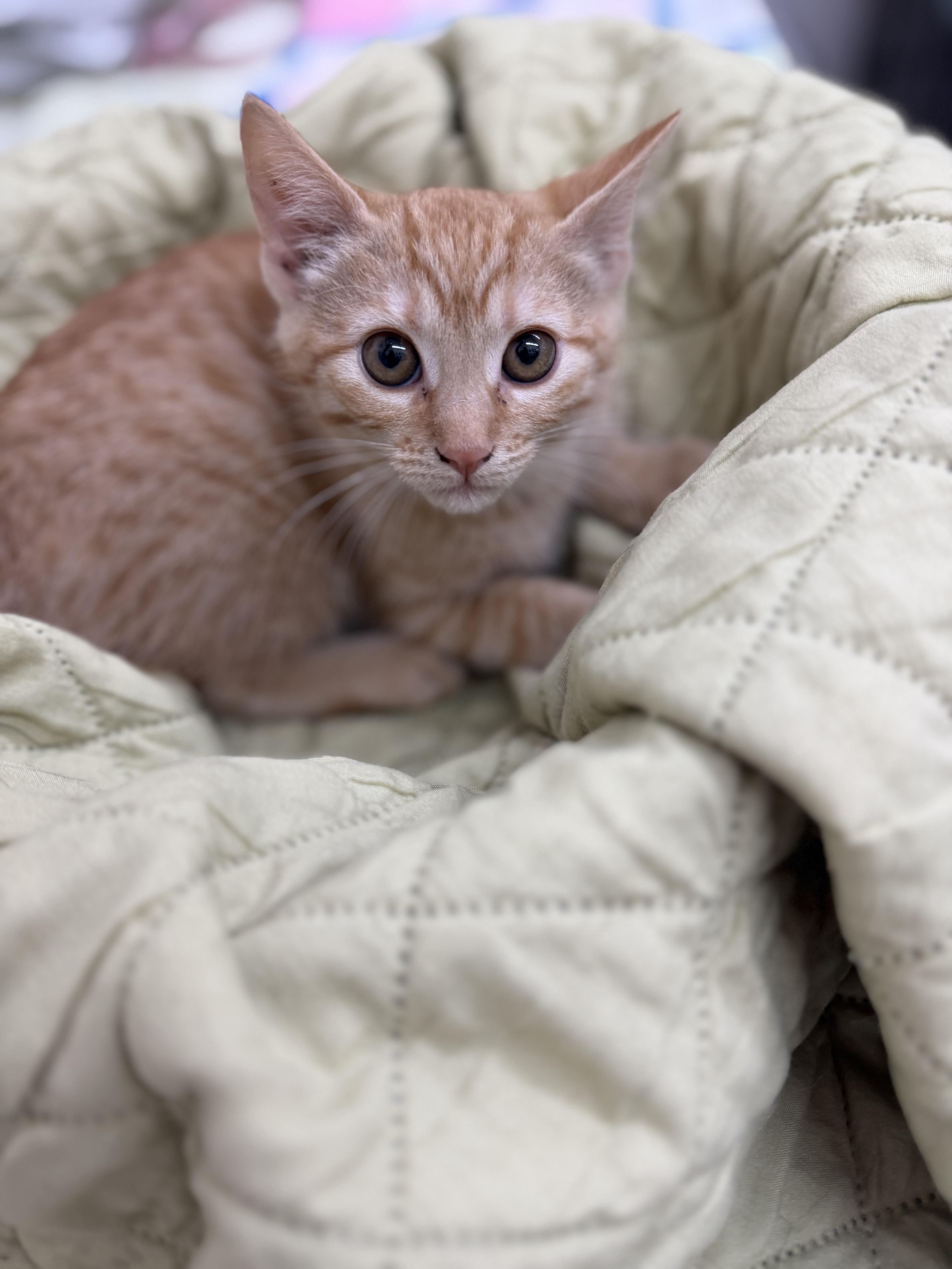 A baby medium-sized female Tabby (Orange / Red) Domestic Short Hair cat named Pixie for adoption in Sonora, CA
