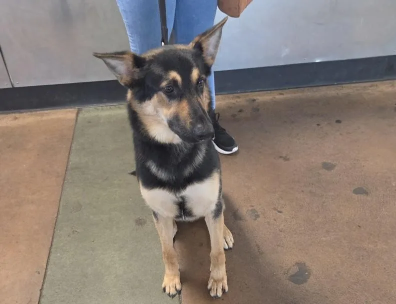 A young medium-sized male German Shepherd Dog dog named Jacob for adoption in Van Nuys, CA