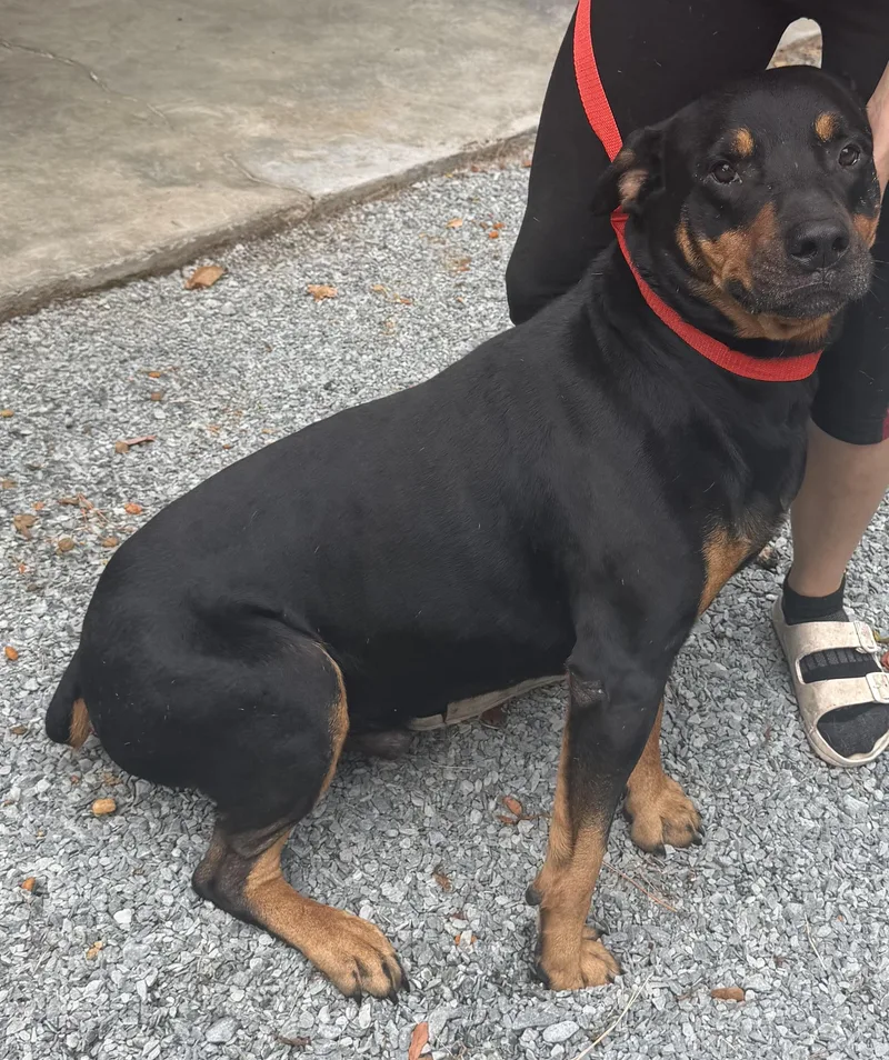 An adult large-sized male Rottweiler dog named Bruzier for adoption in Elizabethtown, NC
