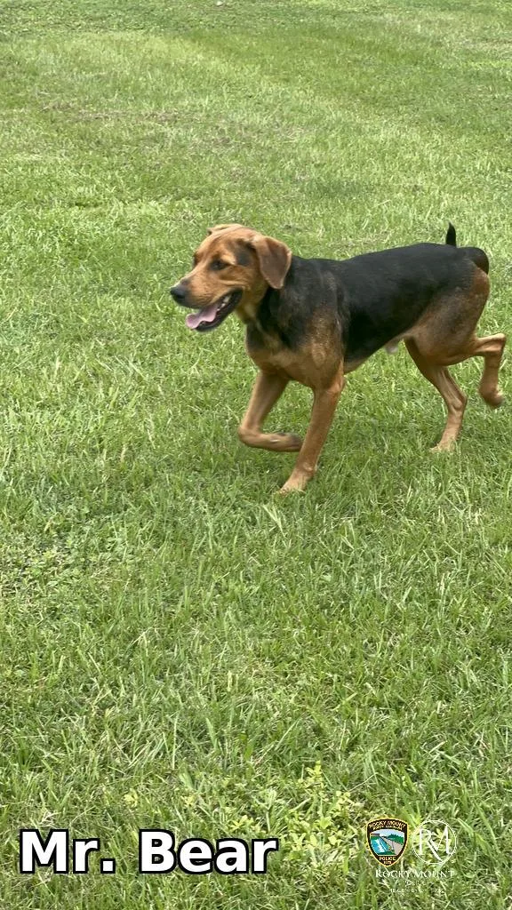 A young medium-sized male Hound dog named Mr. Bear for adoption in Rocky Mount, NC