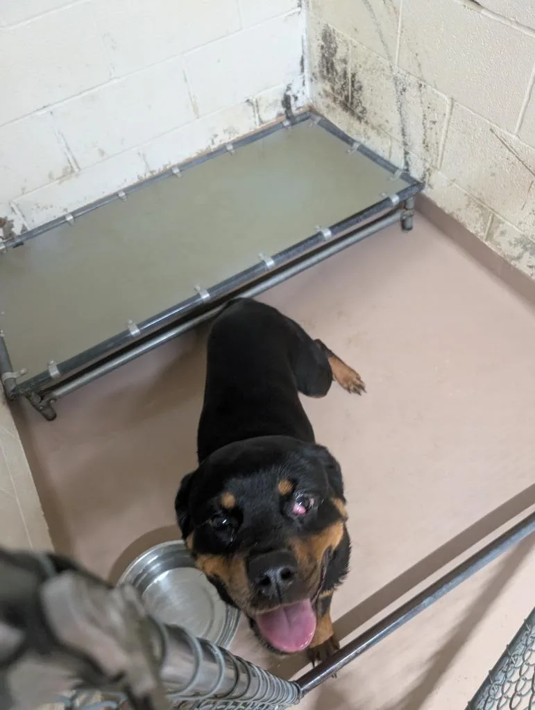 A young medium-sized female Rottweiler dog named Tandy for adoption in Nacogdoches, TX