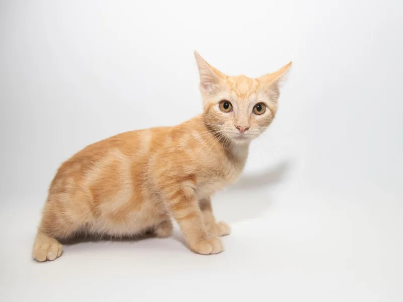 A baby medium-sized female Domestic Short Hair cat named Anna for adoption in Lansing, KS