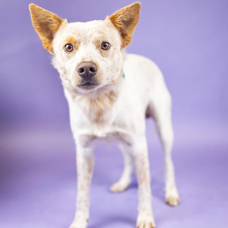 A young medium-sized male Red / Chestnut / Orange Cattle Dog dog named Wrangler for adoption in Portland, OR