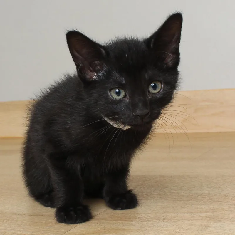 A baby small-sized male Black Domestic Short Hair cat named Matcha C for adoption in Minnetonka, MN