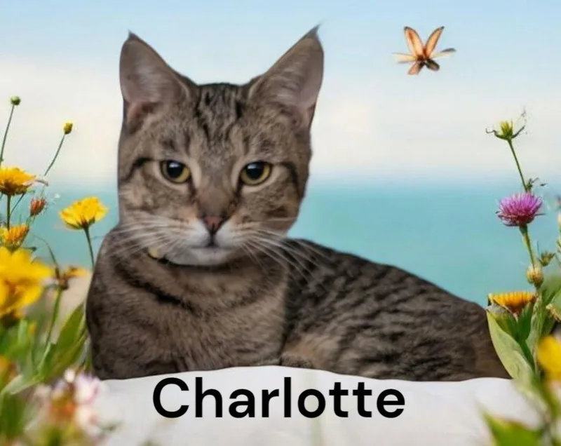 Charlotte thumbnail 3