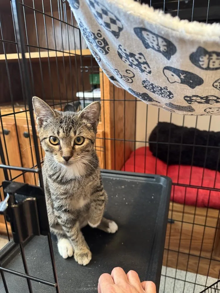 A young small-sized female Domestic Short Hair cat named Turtle for adoption in Papillion, NE