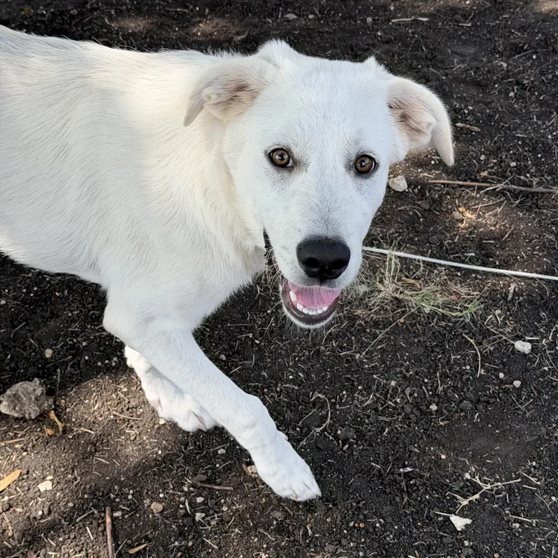 A young large-sized male Great Pyrenees dog named Oscar for adoption in Colleyville, TX