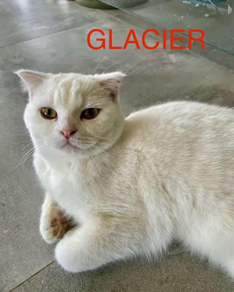 A young large-sized male Scottish Fold cat named Glacier for adoption in San Jacinto, CA